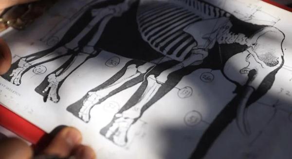 “起死回生”的标本师 “起死回生”的标本师