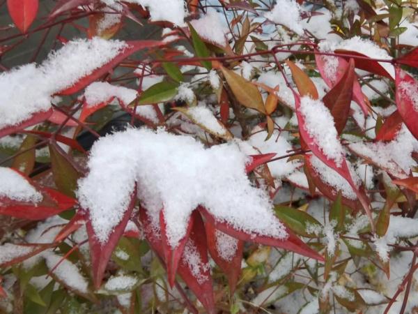 陕西省气象台发布暴雪黄色预警 陕西省气象台发布暴雪黄色预警