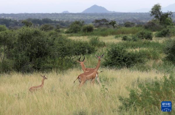 走进肯尼亚桑布鲁国家保护区 走进肯尼亚桑布鲁国家保护区