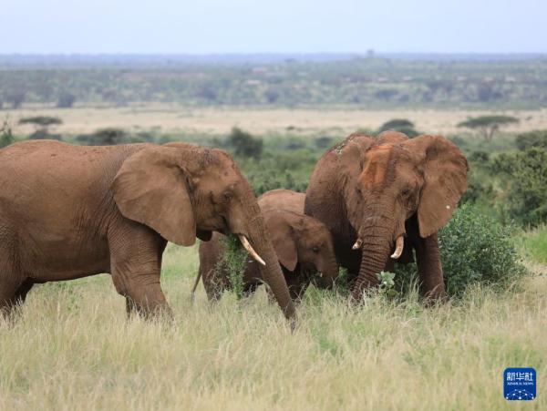走进肯尼亚桑布鲁国家保护区 走进肯尼亚桑布鲁国家保护区
