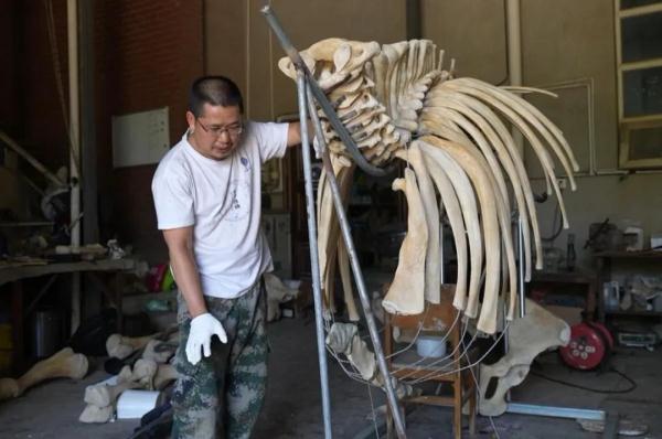 “起死回生”的标本师 “起死回生”的标本师