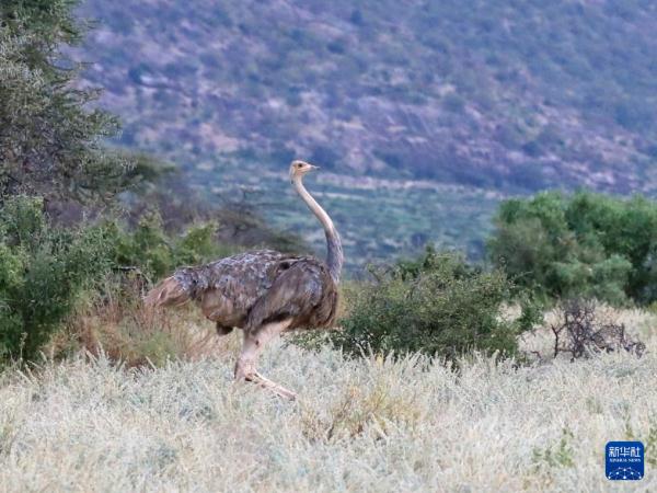 走进肯尼亚桑布鲁国家保护区 走进肯尼亚桑布鲁国家保护区