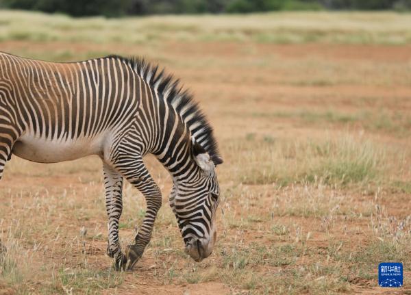 走进肯尼亚桑布鲁国家保护区 走进肯尼亚桑布鲁国家保护区