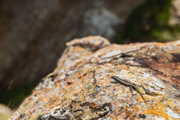 探访南非金门高地国家公园