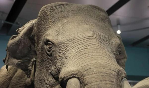 “起死回生”的标本师 “起死回生”的标本师