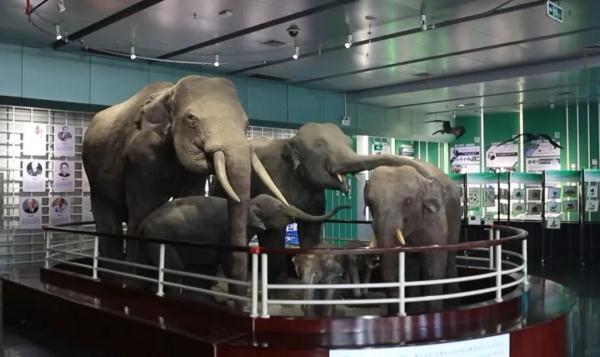 “起死回生”的标本师 “起死回生”的标本师