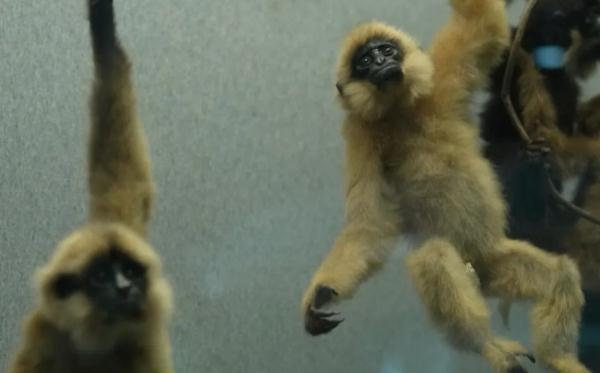 “起死回生”的标本师 “起死回生”的标本师