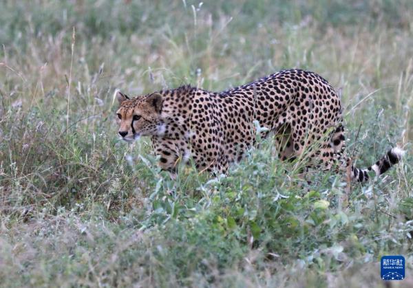 走进肯尼亚桑布鲁国家保护区 走进肯尼亚桑布鲁国家保护区