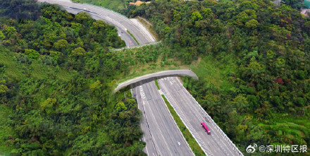 深圳这座桥的设计灵感来自三位初中生 深圳这座桥的设计灵感来自三位初中生