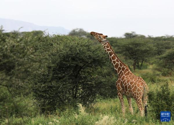 走进肯尼亚桑布鲁国家保护区 走进肯尼亚桑布鲁国家保护区