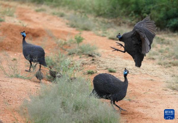 走进肯尼亚桑布鲁国家保护区 走进肯尼亚桑布鲁国家保护区