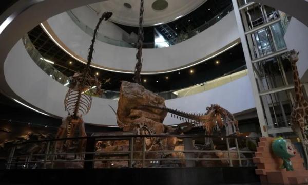 “起死回生”的标本师 “起死回生”的标本师