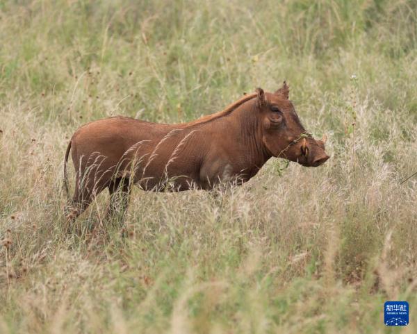 走进肯尼亚桑布鲁国家保护区 走进肯尼亚桑布鲁国家保护区