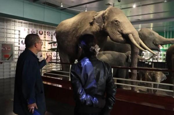 “起死回生”的标本师 “起死回生”的标本师