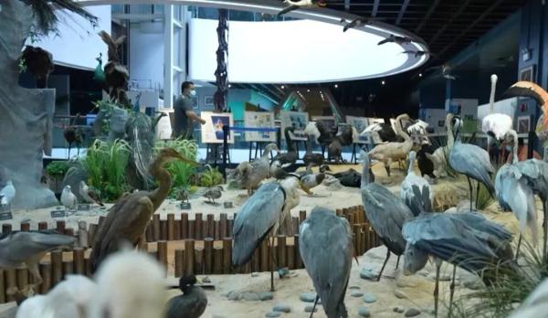 “起死回生”的标本师 “起死回生”的标本师