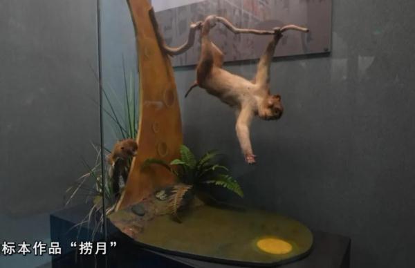 “起死回生”的标本师 “起死回生”的标本师