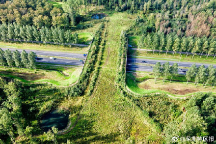 深圳这座桥的设计灵感来自三位初中生 深圳这座桥的设计灵感来自三位初中生