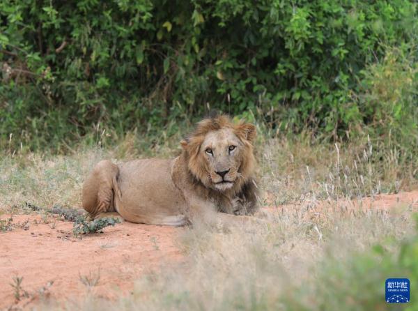 走进肯尼亚桑布鲁国家保护区 走进肯尼亚桑布鲁国家保护区