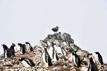 温馨一刻!小企鹅用嘴啄亲鸟求投喂 温馨一刻!小企鹅用嘴啄亲鸟求投喂