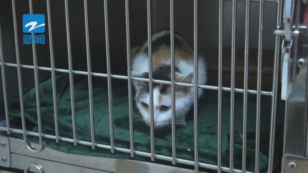 火爆！有人从元旦就开始预定，最高每天319元，价格还要涨