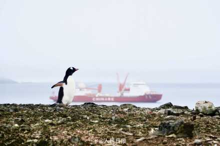 温馨一刻!小企鹅用嘴啄亲鸟求投喂 温馨一刻!小企鹅用嘴啄亲鸟求投喂