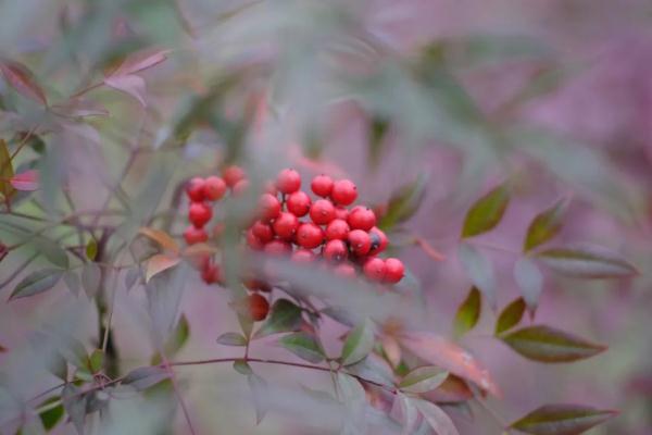 【提示】全株有毒！冬日这种常见的红色果实不能摘不能吃！