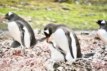 温馨一刻!小企鹅用嘴啄亲鸟求投喂 温馨一刻!小企鹅用嘴啄亲鸟求投喂