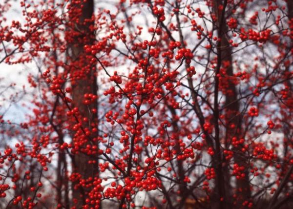 上海街头绿化带竟有价格不菲的“红果果”？市民意外又担心：前不久被人薅走过