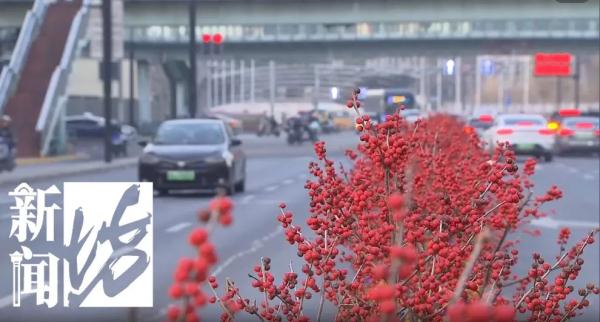 上海街头绿化带竟有价格不菲的“红果果”？市民意外又担心：前不久被人薅走过