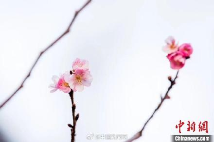 冬天也能看樱花?南京玄武湖的樱花绽放开了 冬天也能看樱花?南京玄武湖的樱花绽放开了