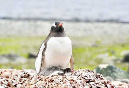 温馨一刻!小企鹅用嘴啄亲鸟求投喂 温馨一刻!小企鹅用嘴啄亲鸟求投喂