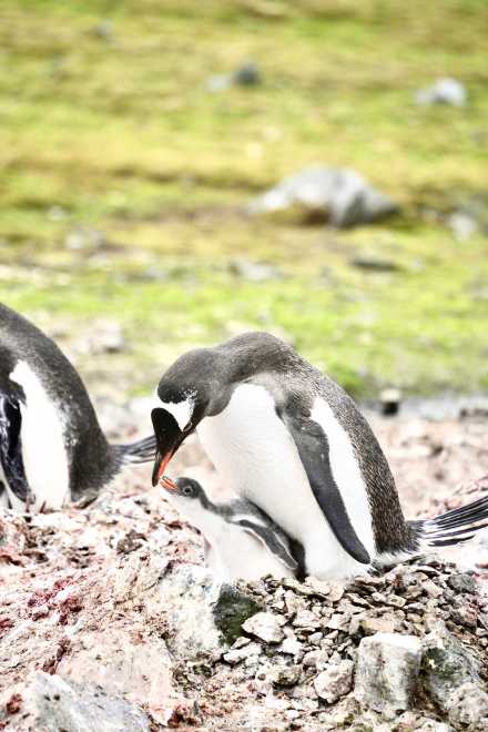 温馨一刻!小企鹅用嘴啄亲鸟求投喂 温馨一刻!小企鹅用嘴啄亲鸟求投喂
