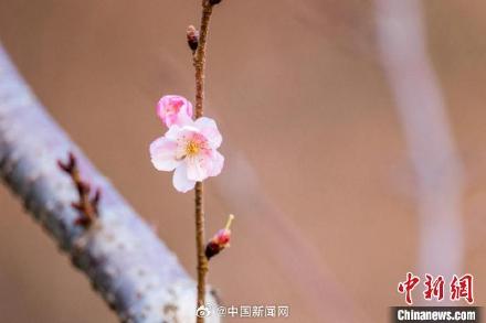 冬天也能看樱花?南京玄武湖的樱花绽放开了 冬天也能看樱花?南京玄武湖的樱花绽放开了