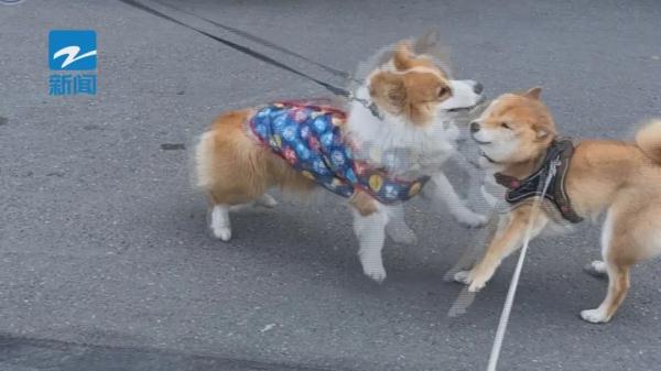 火爆！有人从元旦就开始预定，最高每天319元，价格还要涨