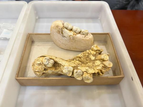 这种曾广泛分布在广西、身高3米的史前巨猿集体灭绝，原因竟是“偏食”？