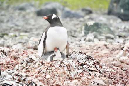 温馨一刻!小企鹅用嘴啄亲鸟求投喂 温馨一刻!小企鹅用嘴啄亲鸟求投喂