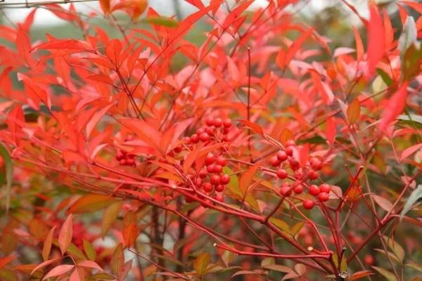 【提示】全株有毒！冬日这种常见的红色果实不能摘不能吃！