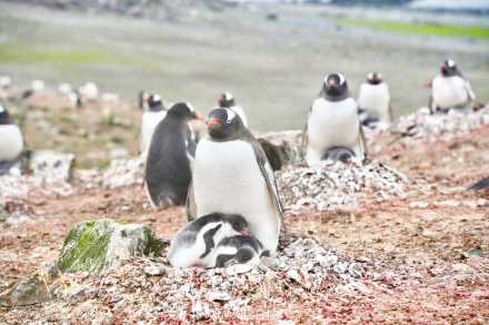 温馨一刻!小企鹅用嘴啄亲鸟求投喂 温馨一刻!小企鹅用嘴啄亲鸟求投喂