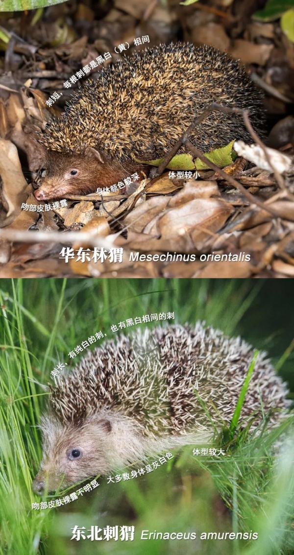 浙江此地发现新物种！