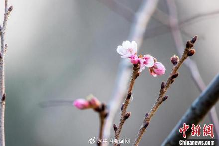 冬天也能看樱花?南京玄武湖的樱花绽放开了 冬天也能看樱花?南京玄武湖的樱花绽放开了