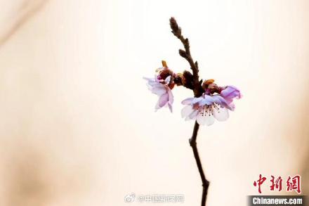 冬天也能看樱花?南京玄武湖的樱花绽放开了 冬天也能看樱花?南京玄武湖的樱花绽放开了