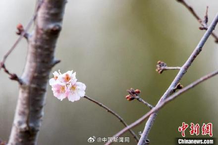 冬天也能看樱花?南京玄武湖的樱花绽放开了 冬天也能看樱花?南京玄武湖的樱花绽放开了