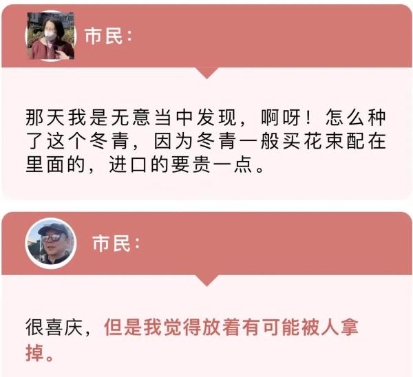 上海街头绿化带竟有价格不菲的“红果果”？市民意外又担心：前不久被人薅走过