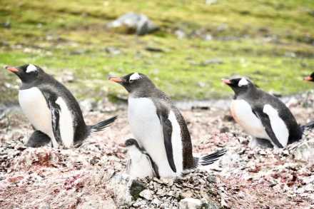温馨一刻!小企鹅用嘴啄亲鸟求投喂 温馨一刻!小企鹅用嘴啄亲鸟求投喂