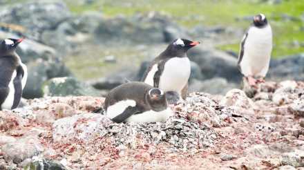 温馨一刻!小企鹅用嘴啄亲鸟求投喂 温馨一刻!小企鹅用嘴啄亲鸟求投喂