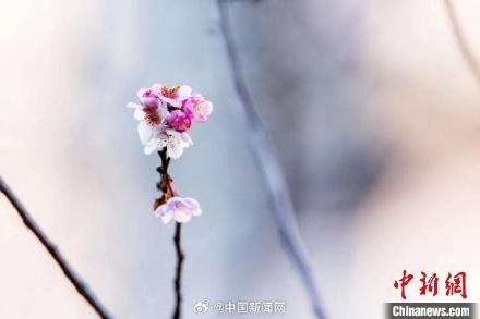 冬天也能看樱花?南京玄武湖的樱花绽放开了 冬天也能看樱花?南京玄武湖的樱花绽放开了