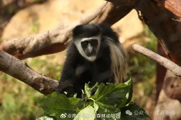 登上热搜!红山动物园凭它再“出圈” 登上热搜!红山动物园凭它再“出圈”