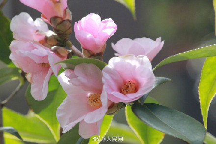 明艳！粉红色茶花凌寒绽放