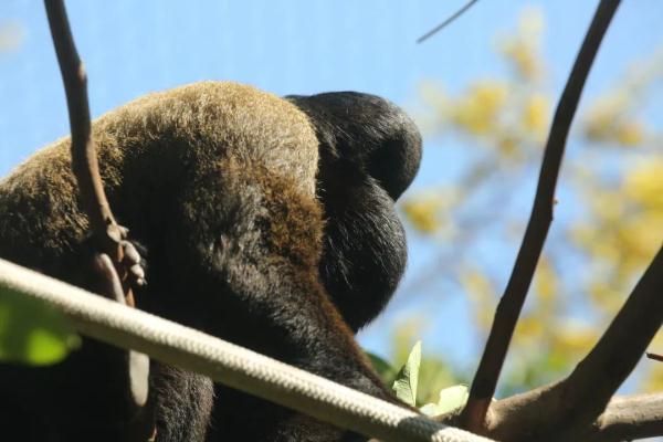 登上热搜!红山动物园凭它再“出圈” 登上热搜!红山动物园凭它再“出圈”