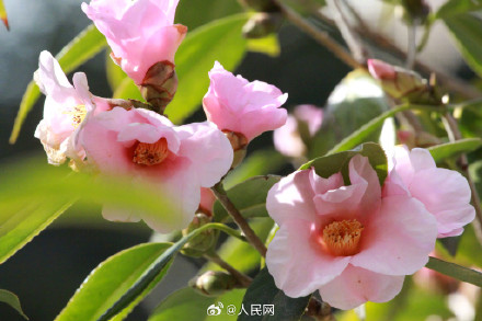 明艳！粉红色茶花凌寒绽放
